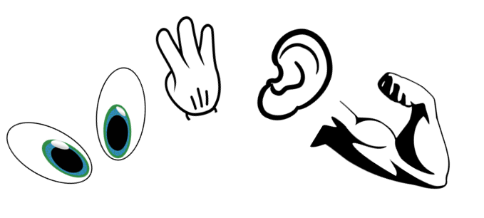 Picture of eyes, hand, ear and bicep mucle